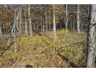 Property photo 2 - 127 Acres Offered in 8 Tracts - Allen & Dekalb County Land